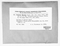 Ovularia bartsiae image